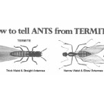Winged Ants vs Termites
