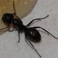 carpenter-ant-treatments