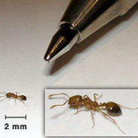 pharaoh ants