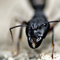 Are All Large Black Ants Carpenter Ants?