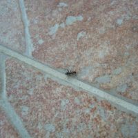 How to Ant Proof Electrical Outlets