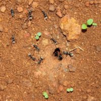 How to Find a Carpenter Ant Nest