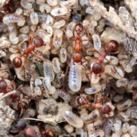 How to Get Rid of Ants in the Yard
