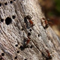 Signs of Carpenter Ants in the House