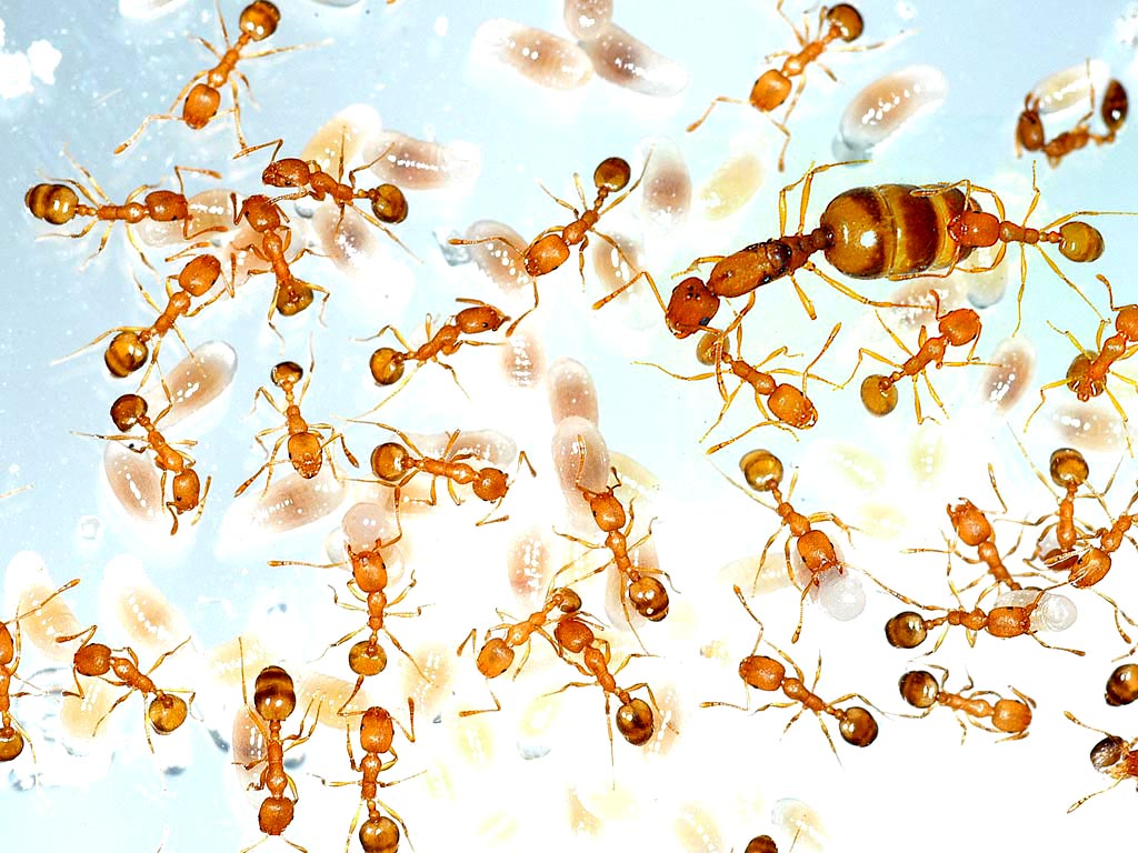 Pharaoh-ant-treatments
