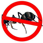 Ant Extermination Solutions