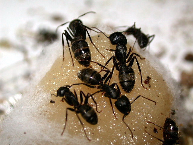 Controlling Carpenter Ants