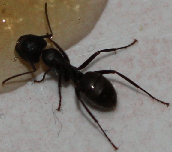 carpenter-ant-treatments