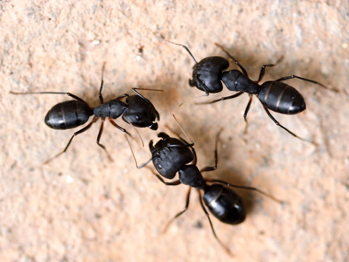 Large ants, carpenter ants