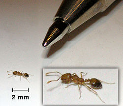 pharaoh ants