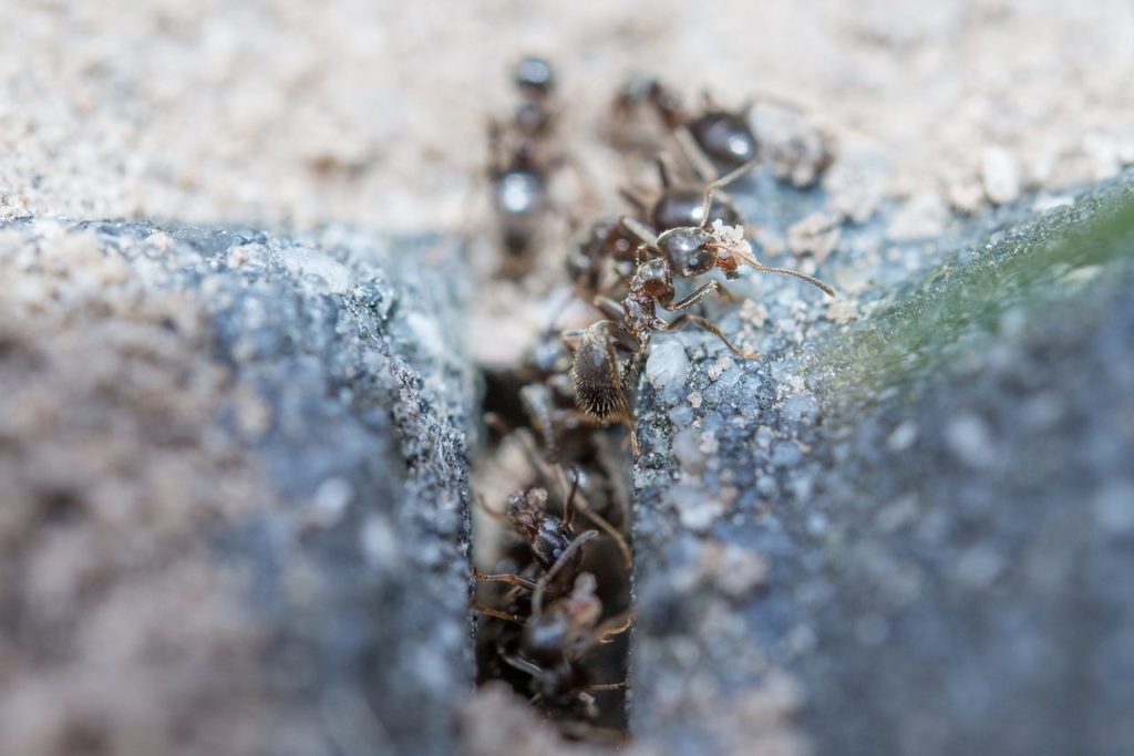 Ant Infestation in Bathroom