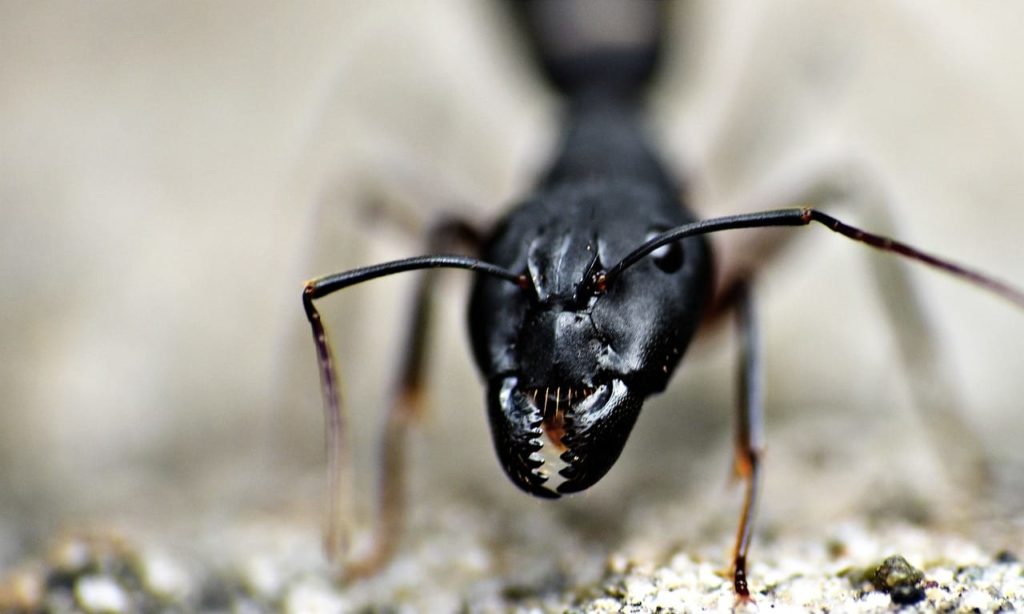 Are All Large Black Ants Carpenter Ants?