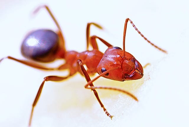 Homemade Ant Killer
