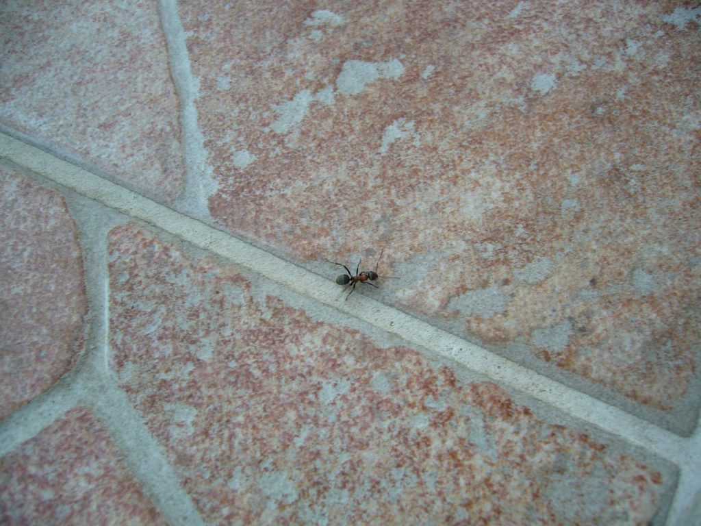 How to Ant Proof Electrical Outlets