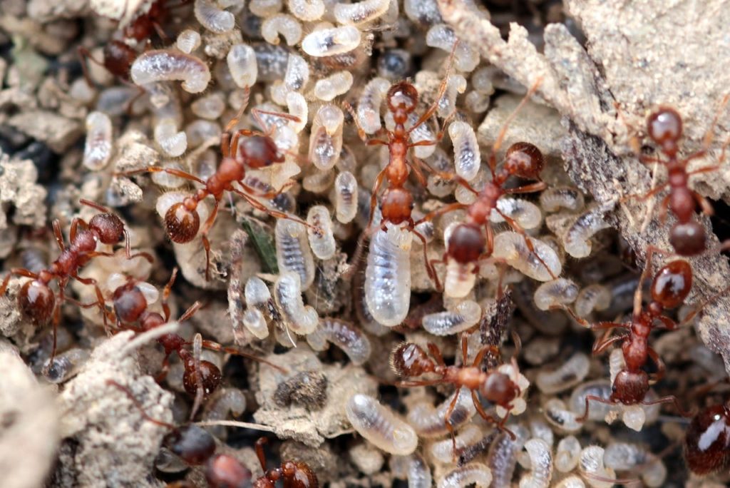 How to Get Rid of Ants in the Yard