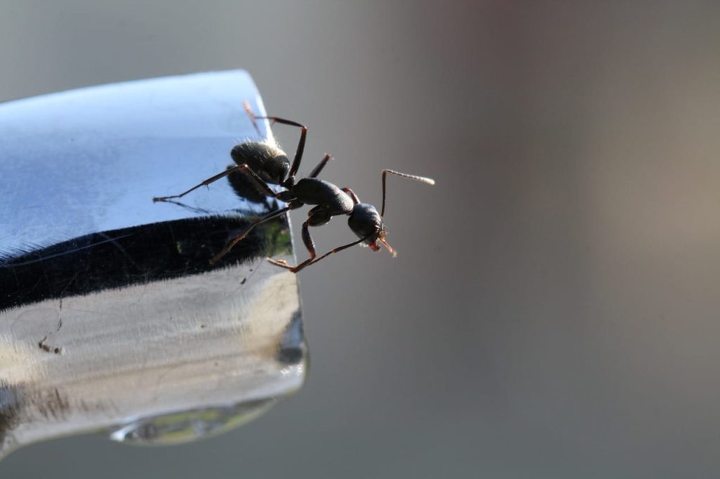 Seeing Ants Coming from Behind Dishwasher