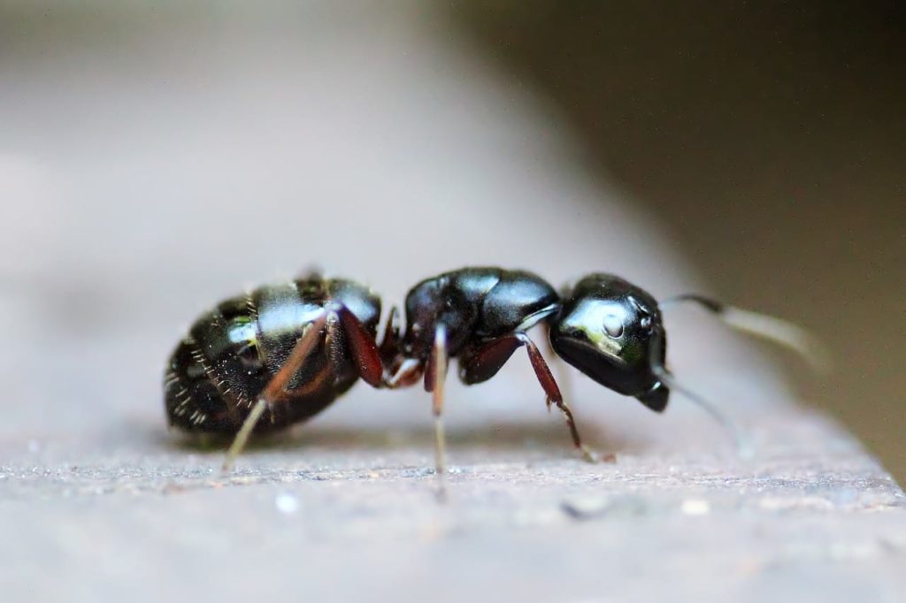 What to Do with Ants Under Kitchen Sink