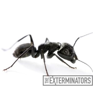 ant control services in toronto