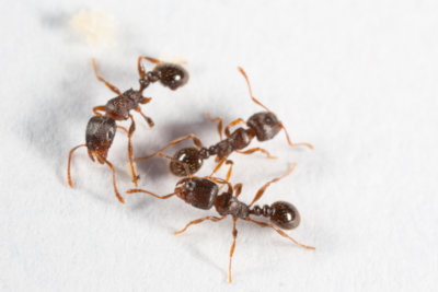 pavement ants