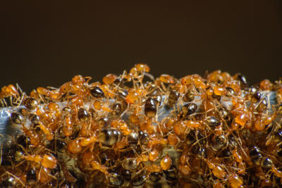 Pharaoh Ants