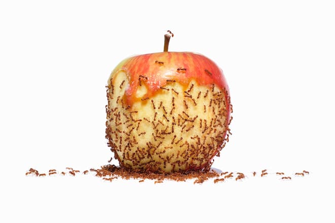 best-way-to-get-rid-of-pharaoh-ants