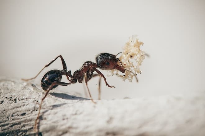 carpenter ant vs pavement ant