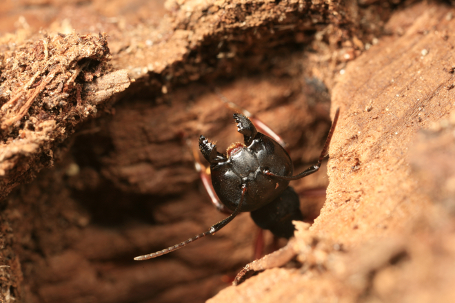 What Does a Carpenter Ant Look Like