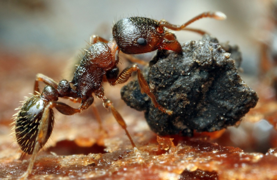 What-do-Carpenter-Ants-Look-Like