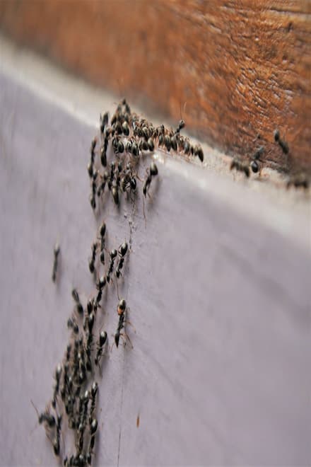 httpswww.antcontroltoronto.cablogcommon-carpenter-ant-treatments