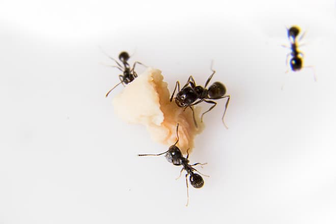 carpenter-ants-with-wings