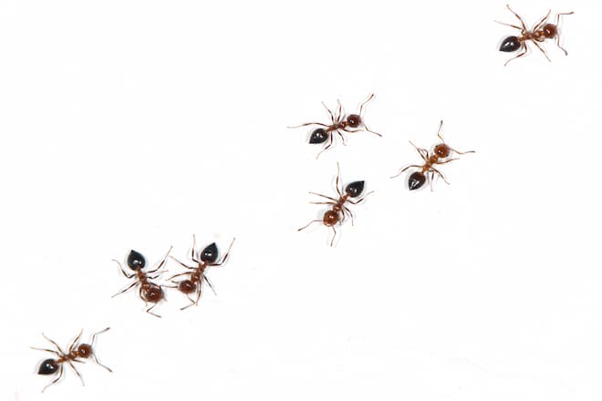 how-do-you-know-if-you-have-carpenter-ants