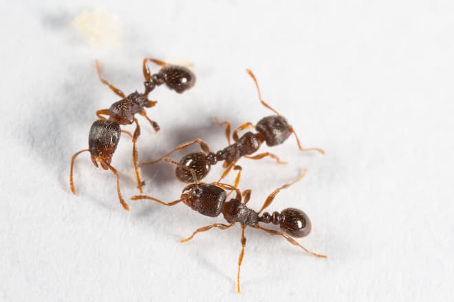 how-to-get-rid-of-carpenter-ants