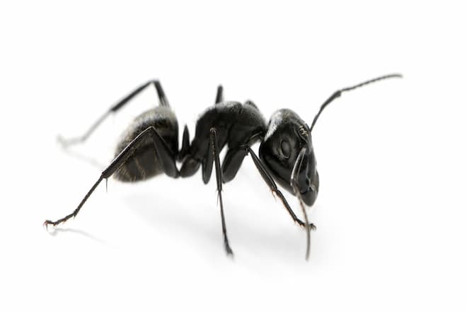 what-does-a-carpenter-ant-nest-look-like