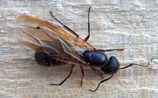 Carpenter-Ants-in-House-During-Winter